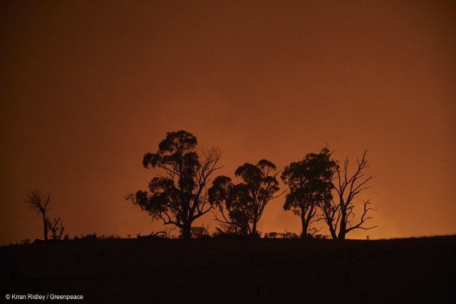류준열, 호주 산불 구호와 기후 위기 해결 위해 그린피스 캠페인 동참