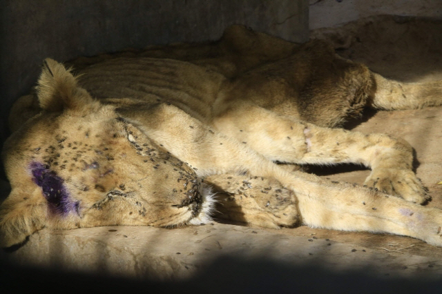 병들고 영양실조에 걸린 사자 한 마리의 얼굴에 파리 떼가 가득 붙어 있다./AFP=연합뉴스