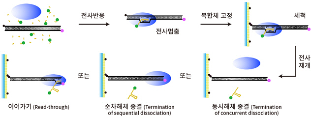 DNA의 유전정보가 RNA로 복제되는 과정에서 전사복합체가 재생돼 재활용되는 과정을 형광분광학으로 규명한 그림. /이미지제공=NRF