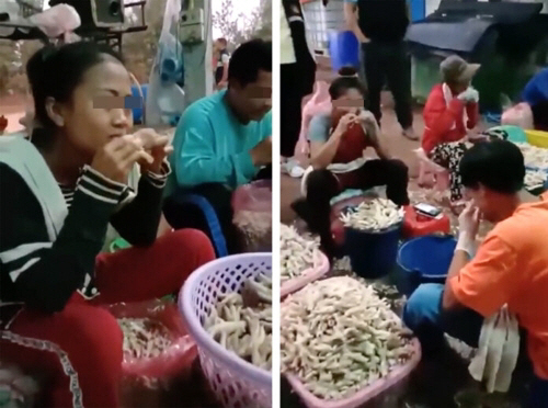 닭고기 가공공장 근로자들이 입으로 생닭 다리에서 뼈를 발라내는 모습./Nong Khai 온라인 뉴스 페이스북 동영상 캡처