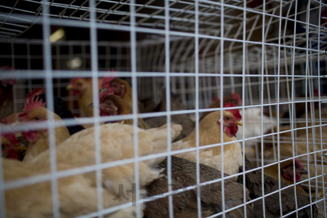 중국 선전시의 한 축산시장에서 닭들이 닭장 속에 앉아 있다. /블룸버그 자료사진