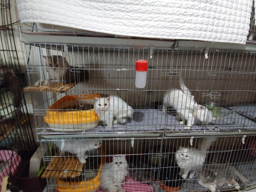 철창에 갇힌 고양이들/ 부산경찰청 제공
