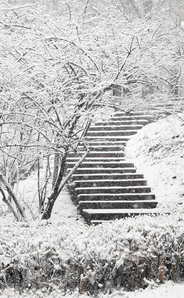수도권 일부 지역에 대설주의보가 내려진 16일 오후 서울 용산구 남산둘레길에 눈이 소복이 쌓여있다. 기상청은 17일 전날 내린 눈으로 인해 