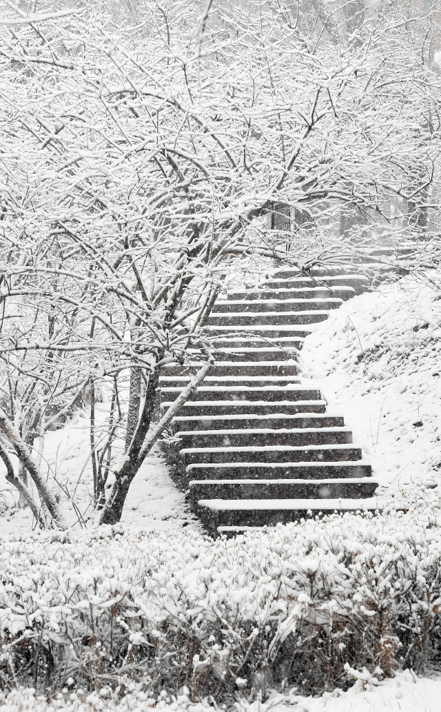 서울 및 수도권 일부 지역에 대설주의보가 내려진 16일 오후 서울 용산구 남산둘레길에 눈이 소복이 쌓여있다. /오승현기자 2020.02.16