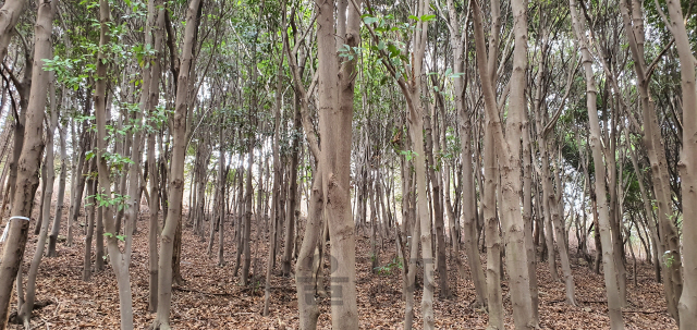 다량의 산소를 발생시키고 있는 것으로 조사된 붉가시나무 군락지. 사진제공=국립산림과학원
