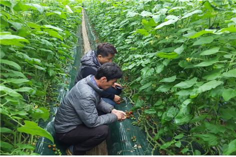 부산시농업기술센터가 방울토마토 수출 농가들의 경쟁력 강화를 위해 현장컨설팅을 진행했다./사진제공=부산시