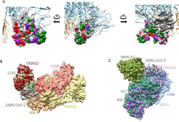 코로나19 바이러스 스파이크 단백질의 3차원 구조(A)와 사스 중화항체 (B) 및 메르스 중화항체(C) 결합 예측. /사진제공=신종바이러스융합연구단