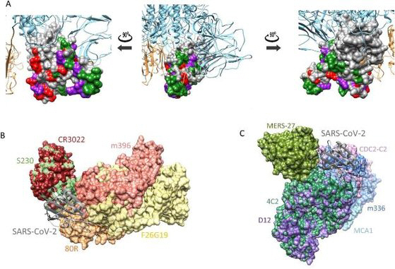 코로나19 스파이크 단백질(A), 사스 중화항체(B), 메르스 중화항체(C)의 구조/사진제공=한국화학연구원