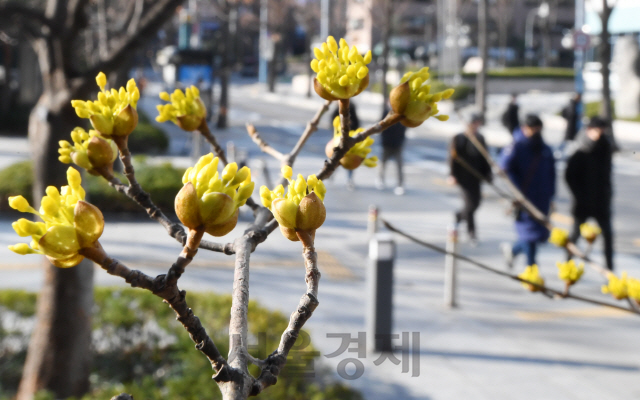 절기상 경칩인 5일 전국에 꽃샘추위가 찾아왔다. 이날 오전 서울 종로구 광화문 인근에서 시민들이 활짝 핀 산수유꽃 앞을 지나 출근길을 서두르고 있다./권욱기자 2020.3.5