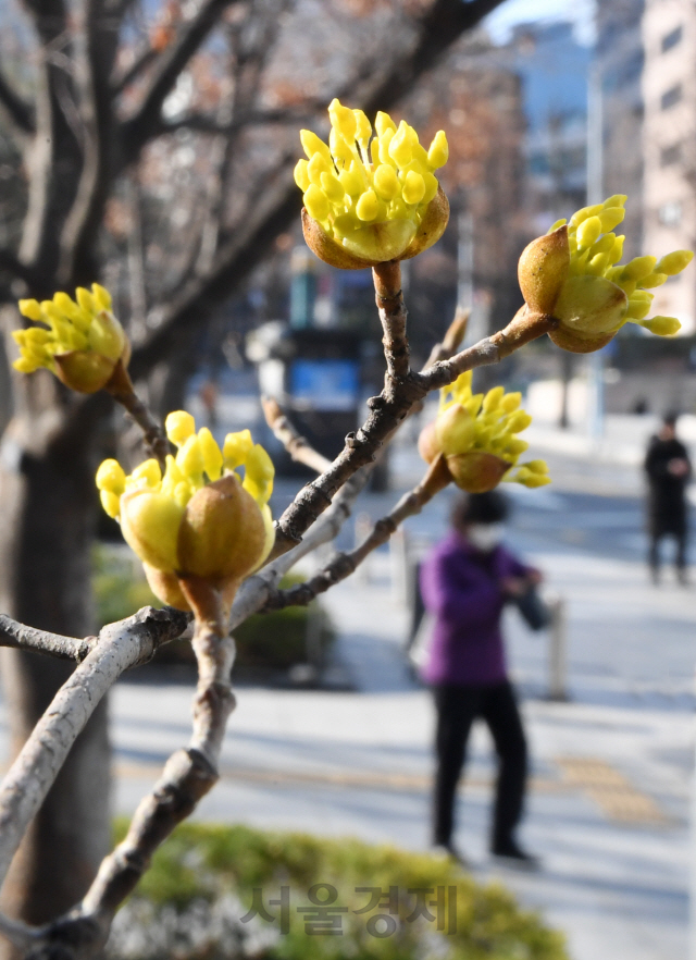 절기상 경칩인 5일 전국에 꽃샘추위가 찾아왔다. 이날 오전 서울 종로구 광화문 인근에서 시민들이 활짝 핀 산수유꽃 앞을 지나 출근길을 서두르고 있다./권욱기자 2020.3.5