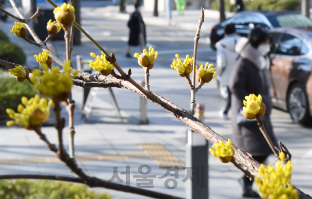 5일 서울 종로구 광화문 인근에 핀 산수유 꽃 앞으로 시민들이 두꺼운 외투에 마스크를 착용한 채 출근길을 서두르고 있다. 절기상 경칩인 이날은 아침 기온이 평년 수준을 밑도는 등 꽃샘추위가 찾아왔다./ 권욱기자