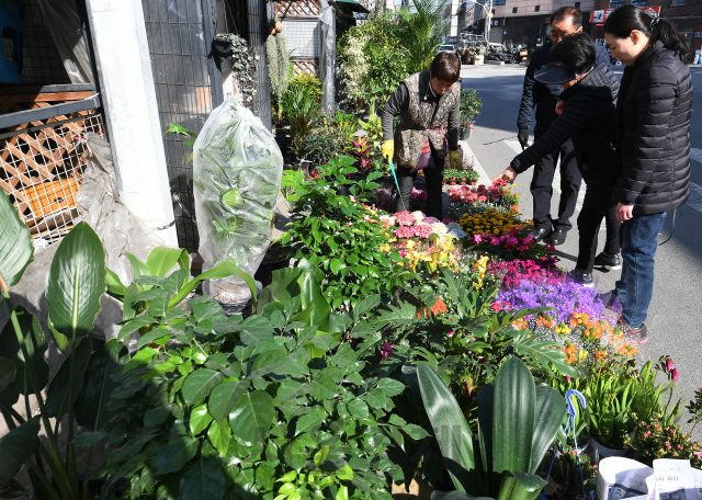 비교적 포근한 봄 날씨를 보인 15일 오전 휴일을 맞아 서울 종로구 종로나무시장을 찾은 시민들이 각종 꽃과 묘목을 살펴보고 있다./오승현기자 2020.03.15