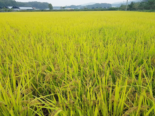 '경기미 재배하세요'…경기종자관리소, 삼광·대안 등 우량종자 확대 보급