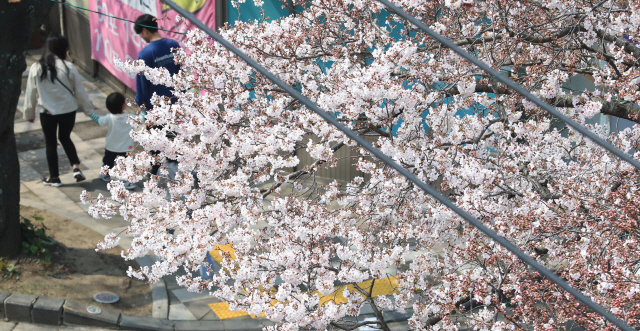 22일 오후 제주시 전농로에서 마스크를 낀 활짝 핀 벚꽃 아래를 지나고 있다. /연합뉴스