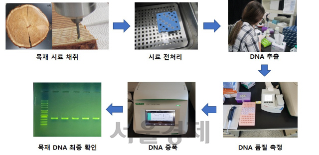 목재 DNA 추출 과정. 사진제공=국립산림과학원