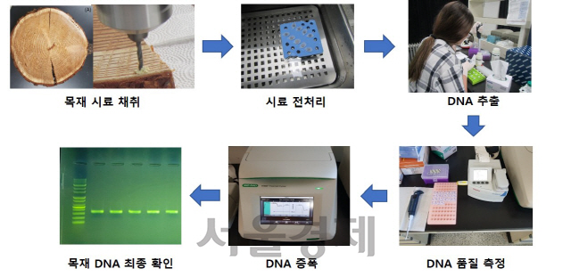 목재 수종식별 DNA 분석기술, 더 빠르고 정확해진다