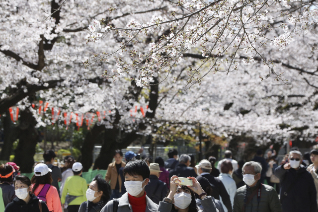코로나19 확산 우려에도 24일 많은 일본인들이 마스크를 쓰고 도쿄의 우에노 공원을 찾아와 만개한 벚꽃을 구경하고 있다. /도쿄=AP연합뉴스
