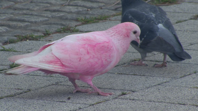 '순간포착' 도시 한복판에 등장한 분홍빛 비둘기의 정체는?