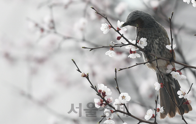 포근한 봄 날씨를 보인 26일 직박구리 한 마리가 서울 종로구 거리에 심어진 매화나무에 앉아 꿀을 먹고 있다./오승현기자 2020.03.26