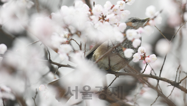 포근한 봄 날씨를 보인 26일 직박구리 한 마리가 서울 종로구 거리에 심어진 매화나무에 앉아 꿀을 먹고 있다./오승현기자 2020.03.26