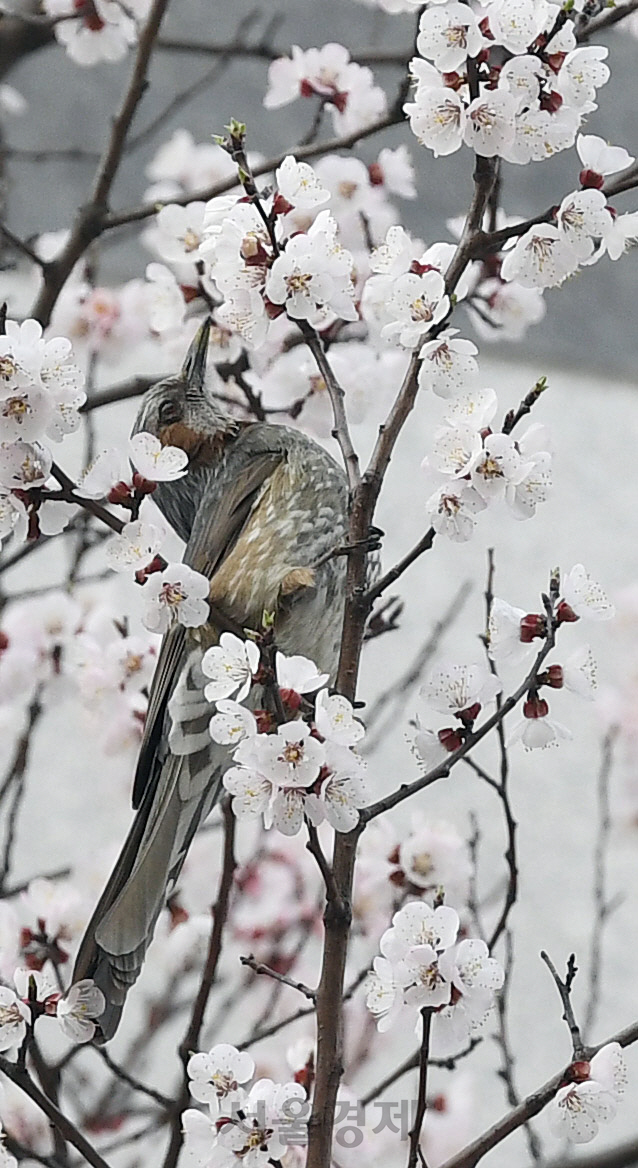 포근한 봄 날씨를 보인 26일 직박구리 한 마리가 서울 종로구 거리에 심어진 매화나무에 앉아 꿀을 먹고 있다./오승현기자 2020.03.26