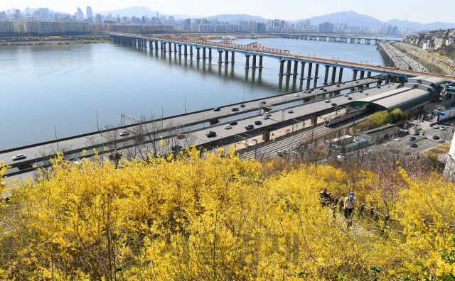 완연한 봄 날씨를 보인 29일 오전 개나리가 만개한 서울 성동구 달맞이봉공원을 찾은 시민들이 각자 거리를 유지한 채 산책하고 있다./오승현기자 2020.03.29