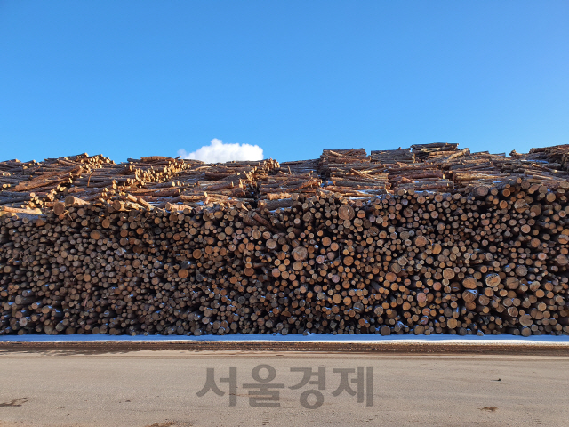 국내 시장에 공급될 국산목재. 사진제공=산림청