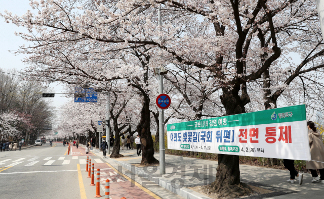 1일 오후 서울 여의도 윤중로에서 점심식사를 마친 시민들이 차량 통행이 금지된 거리에서 만발한 벚꽃을 구경하고 있다. 오늘부터 국회3문에서 서강대교 남단 사이 1.6㎞ 구간의 차량 통행이 금지되며 보행로는 2일부터 전면 통제된다./권욱기자 2020.4.1