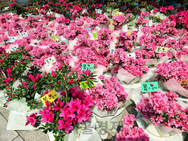 고동진 삼성대표 “꽃으로 마음의 거리 좁히자”...화훼농가 돕기 참여