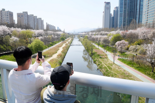 주말인 5일 벚꽃이 만개한 서울 강남구 양재천 산책로가 임시폐쇄돼 있다. 강남구는 이날 자정까지 신종 코로나바이러스 감염증(코로나19) 확산 방지를 위한 '사회적 거리두기'를 위해 양재천 전 구간을 전면통제했다./권욱기자 2020.4.5