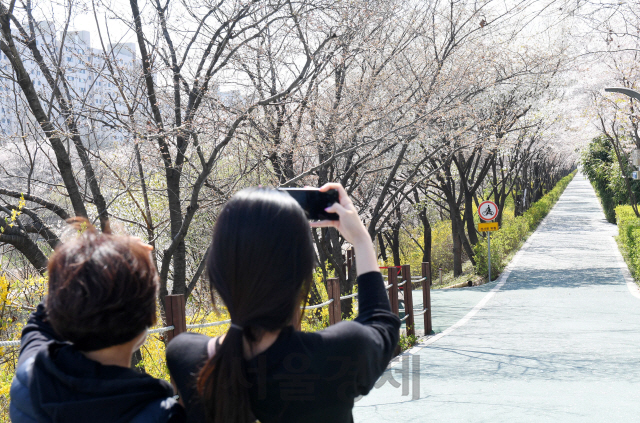 주말인 5일 벚꽃이 만개한 서울 강남구 양재천 산책로가 임시폐쇄돼 있다. 강남구는 이날 자정까지 신종 코로나바이러스 감염증(코로나19) 확산 방지를 위한 '사회적 거리두기'를 위해 양재천 전 구간을 전면통제했다./권욱기자 2020.4.5
