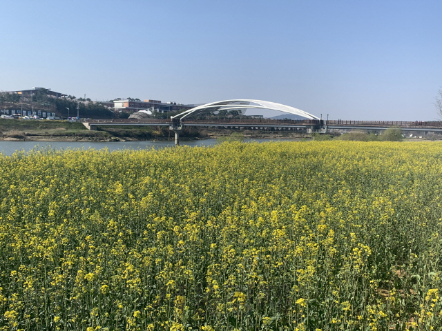 경천섬에 활짝핀 유채꽃밭