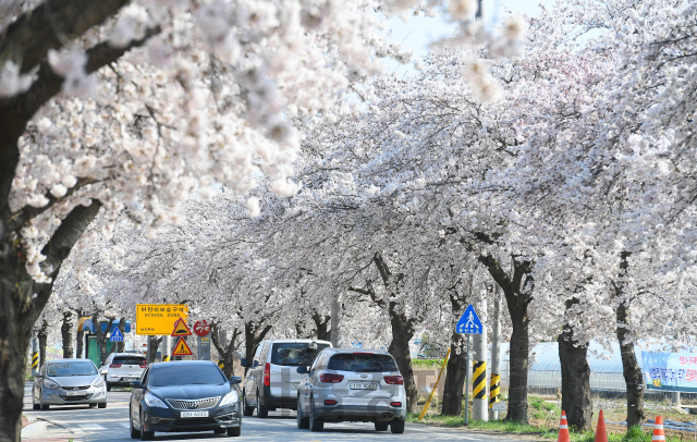 강원도 삼척시 근덕면 7번 국도를 따라 이어진 ‘벚꽃터널’을 나들이객들이 차를 타고 지나가고 있다.