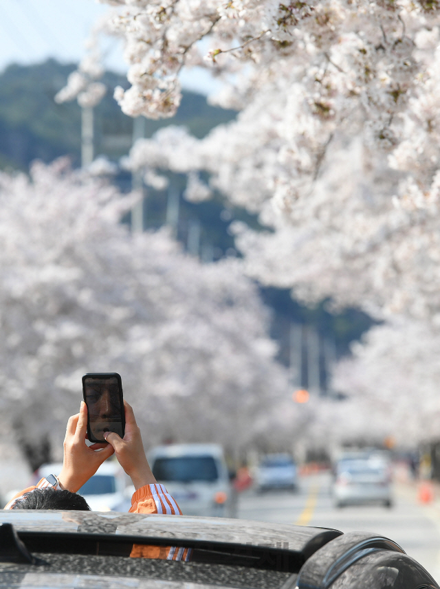 강원도 삼척시 근덕면 상맹방리 7번 국도를 따라 펼쳐진 벚꽃터널을 찾은 여행객이 차를 탄 채 사진을 찍고 있다.