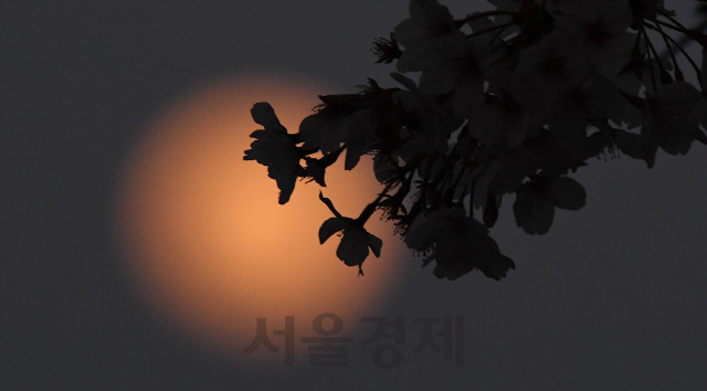 '핑크 슈퍼문' 달빛 아래 벚꽃