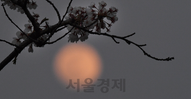 봄의 보름달 '핑크 슈퍼문'