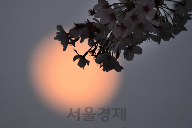 벚꽃과 '핑크 슈퍼문'의 달빛