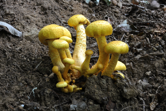갈황색미치광이버섯. 사진제공=국립산림과학원