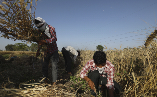 지난 4일(현지시간) 인도 우타르프라데시의 한 마을에서 사람들이 밀을 수확하고 있다./우타르프라데시=AP연합뉴스