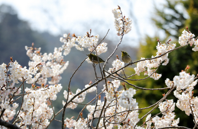 지난 6일 충남 태안 천리포수목원에서 동박새 두 마리가 벚나무 가지 위에 앉아 있다. 코로나19로 수목원 탐방객이 줄어든 가운데 야생동물들이 대신 봄꽃을 만끽하고 있다./사진제공=천리포수목원