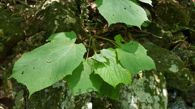 산겨릅나무 잎. 사진제공=국립산림과학원