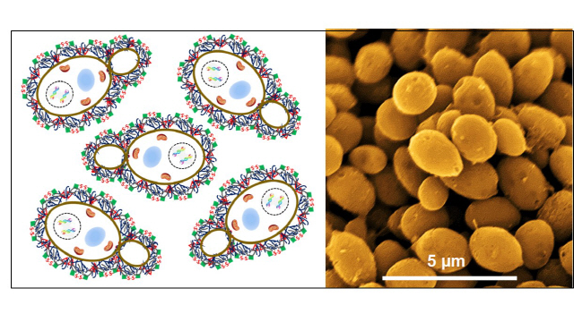 효모의 구조와 효모로 만든 전기화학촉매. /사진제공=UNIST
