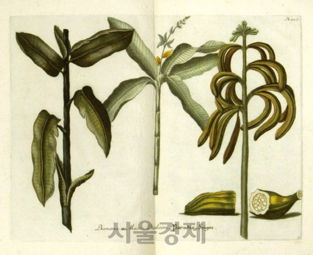 영국의 식물학자 토마스 존슨의 식물도감에 나온 바나나./위키미디어
