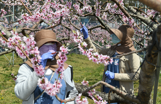 완연한 봄날씨를 보인 13일 오전 경기도 화산시 기산동 경기도농업기술원에서 직원들이 신품종 육종을 위한 복숭아 인공수분 작업을 하고 있다./화성=오승현기자 2020.04.13