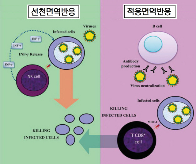 *출처: 인텍 오픈(IntechOpen)