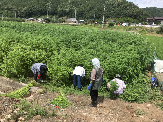 대마 수확 모습./제공=경북도