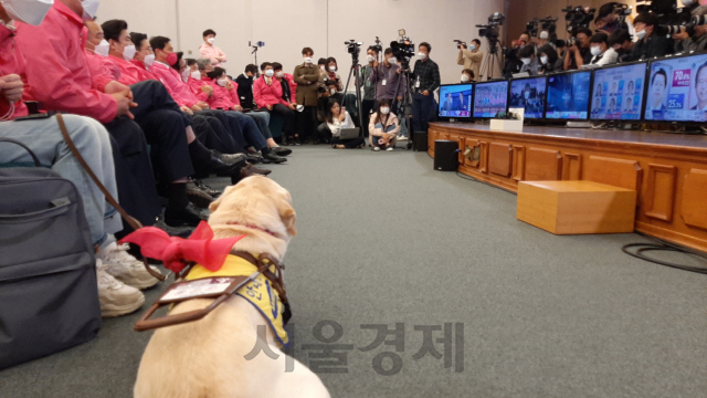 15일 국회도서관 강당에 마련된 미래통합당 개표상황실이 조용해지자 시각장애인 피아니스트인 김예지 미래한국당 비례후보의 안내견 조이가 안정을 되찾았다. /김혜린기자