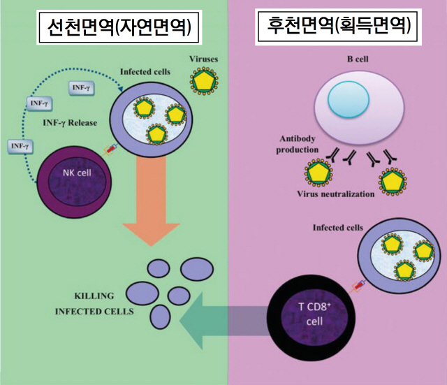 선천면역(자연면역)- NK(자연살상)세포, 인터페론-감마(INF-γ) 방출, 감염된 세포, 바이러스.  후천면역(획득면역)- B세포, 항체 생산, 바이러스 침투 방해(중화), 감염된 세포, T세포, 감염된 세포 사멸.  출처=인텍 오픈(IntechOpen)