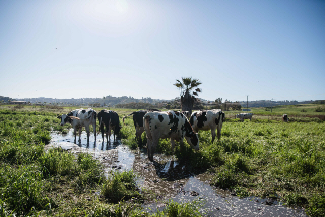 미 캘리포니아 에스콘디도에 있는 한 농장의 소들. 이 농장은 코로나19 이후 수입이 40% 줄었다. /AFP연합뉴스