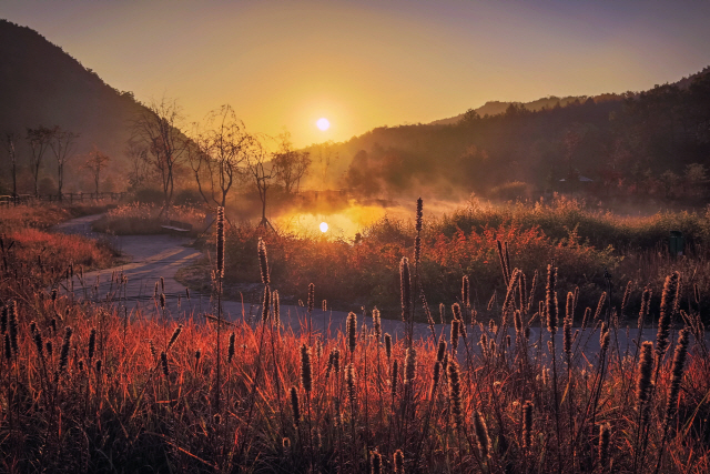 영국왕립원예협회 정원사진 공모전 수상작 ‘몽환의 아침(Dreamy Morning)’. 사진제공=국립백두대간수목원